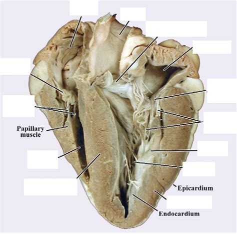 are cow hearts similar to h